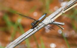 Image of Orthetrum azureum (Rambur 1842)