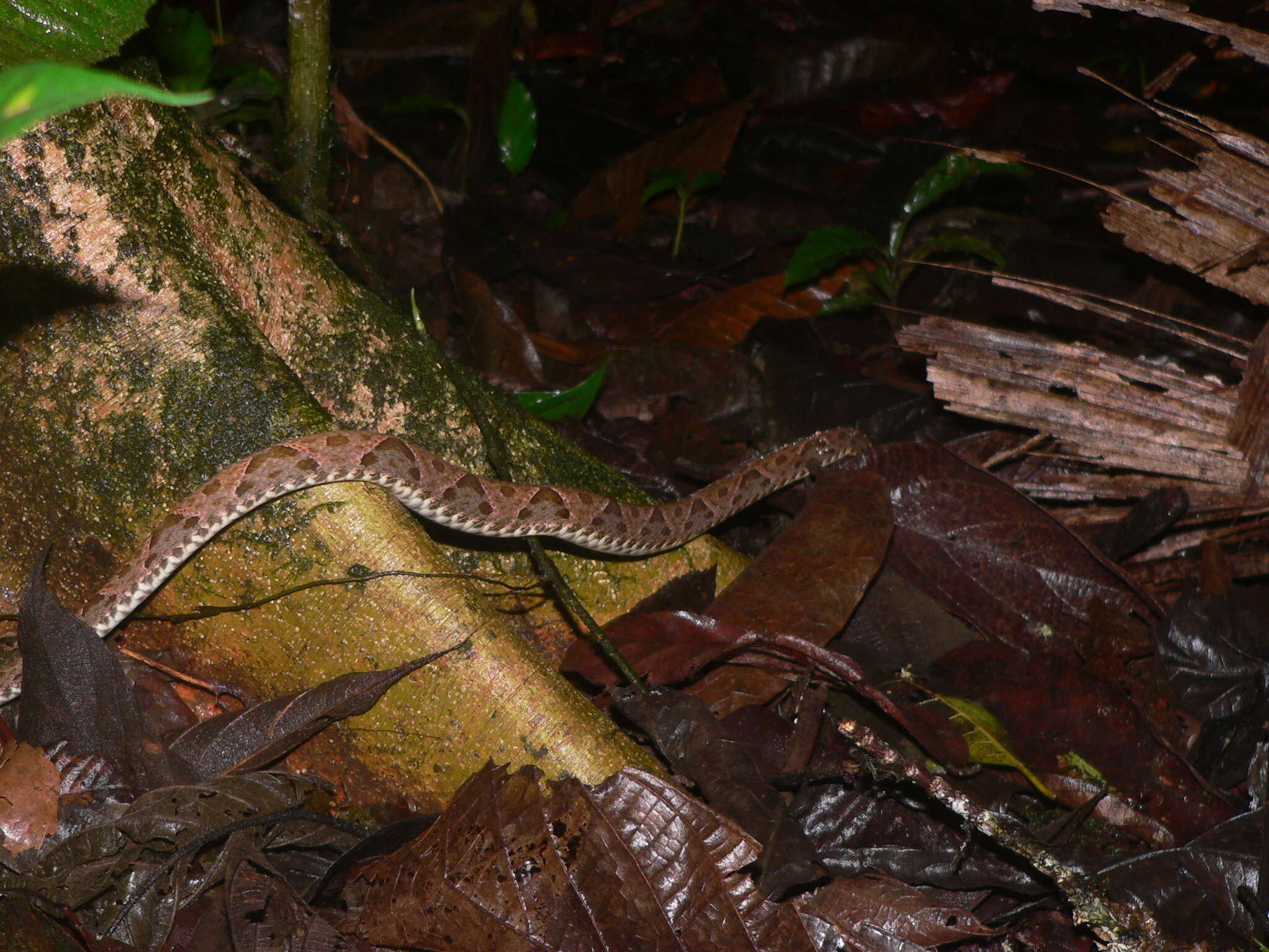 Plancia ëd Bothrops asper (Garman 1883)