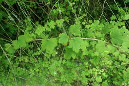 Image of spreading gooseberry