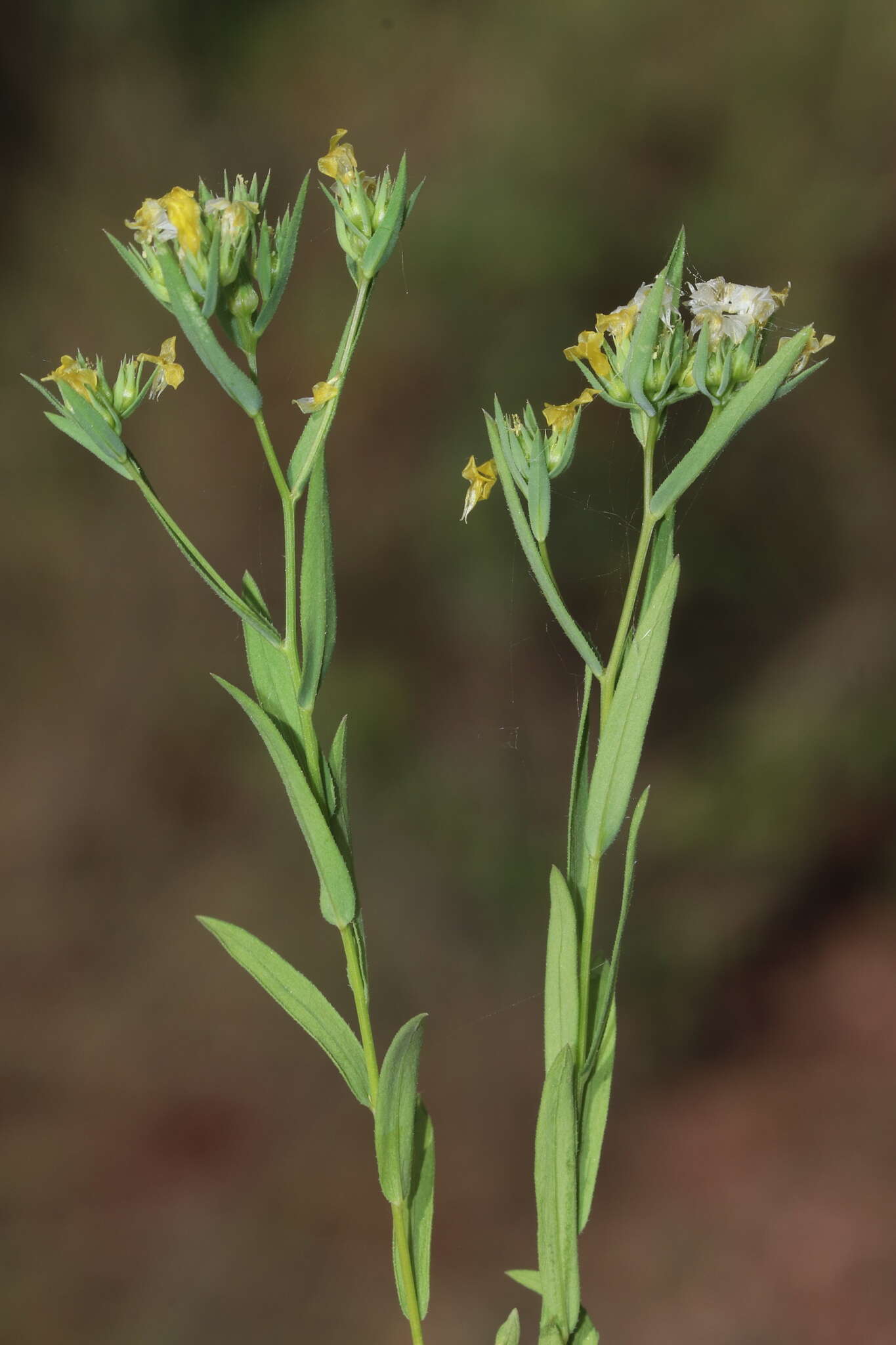 Слика од Linum strictum L.