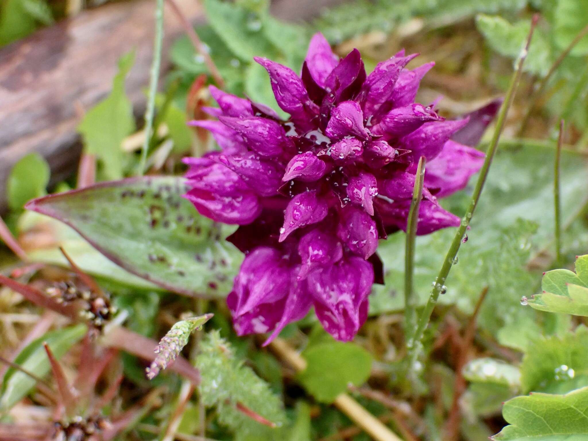 Image de Dactylorhiza aristata (Fisch. ex Lindl.) Soó