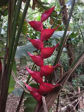 Image of Heliconia bourgaeana Petersen