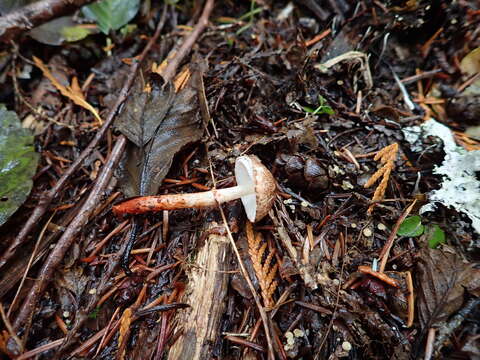 صورة Lepiota flammeotincta Kauffman 1925