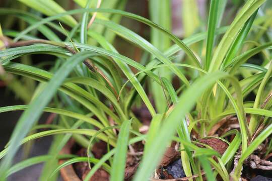 Image de Phragmipedium pearcei (Veitch ex J. Dix) Rauh & Senghas