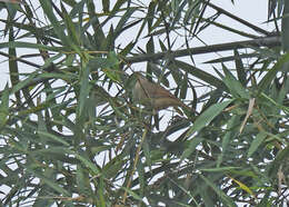 Image of Brown-cheeked Fulvetta