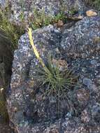 Image of Puya coerulea Lindl.