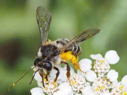 Image of Andrena denticulata (Kirby 1802)