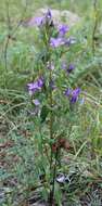 Image of Gentianella austriaca (A. & J. Kern.) Holub