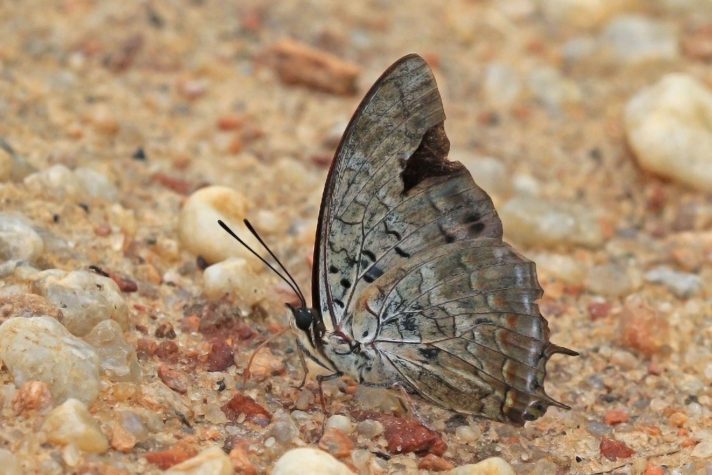 Image of Demon Charaxes