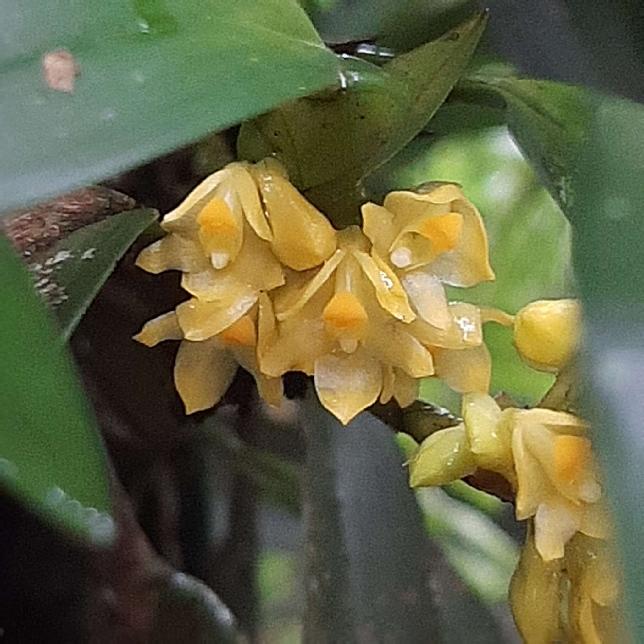 Слика од Maxillaria pseudoneglecta J. T. Atwood