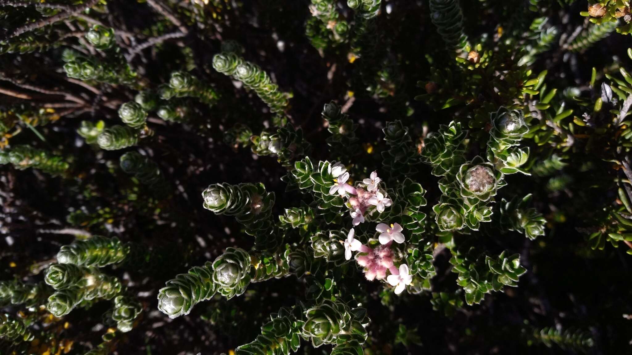 Image of Pimelea sericea R. Br.