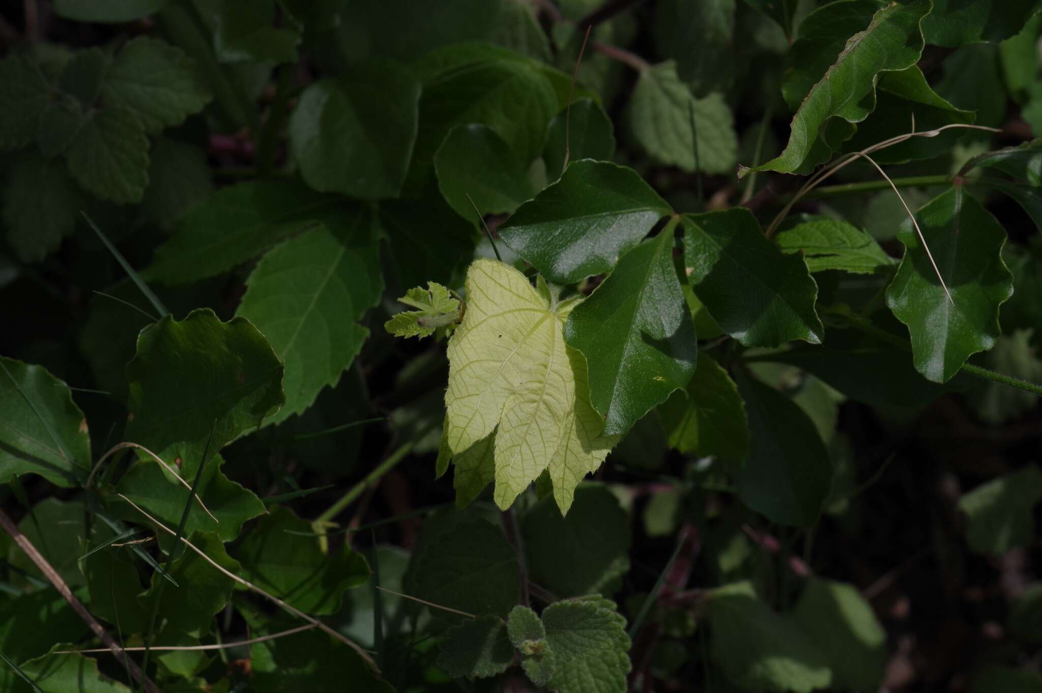 Plancia ëd Dalechampia capensis A. Spreng.