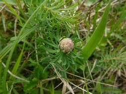 Image of Spurgia euphorbiae (Vallot 1827)