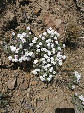 Image of spiny phlox