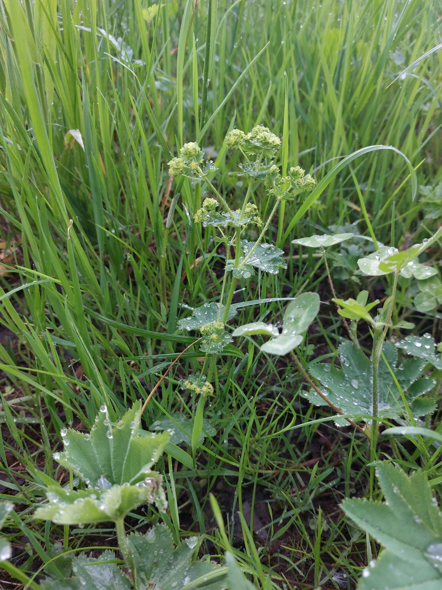 Слика од Alchemilla xanthochlora Rothm.