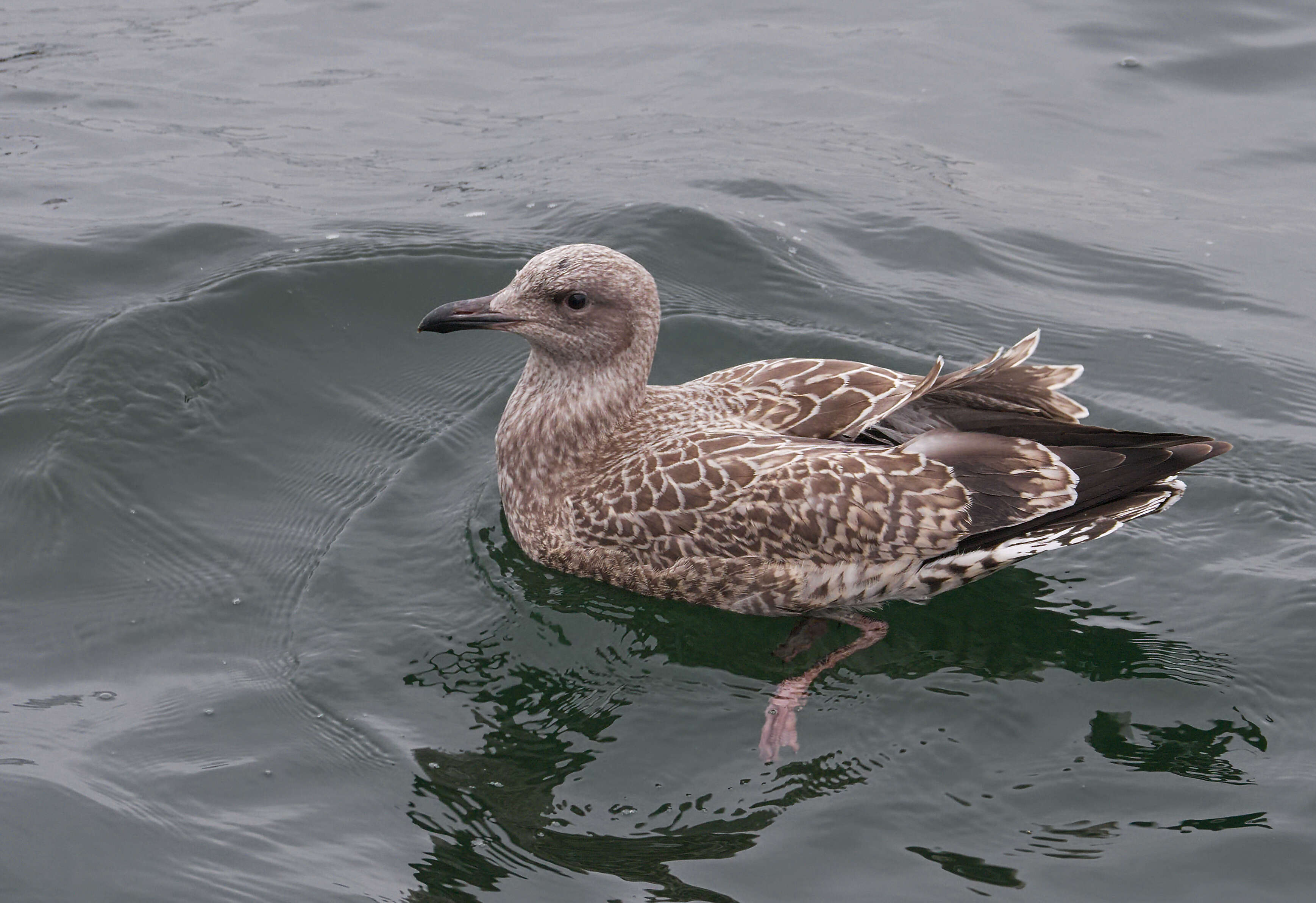 Image of European Herring Gull