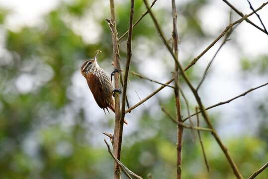 Image of Streaked Xenops