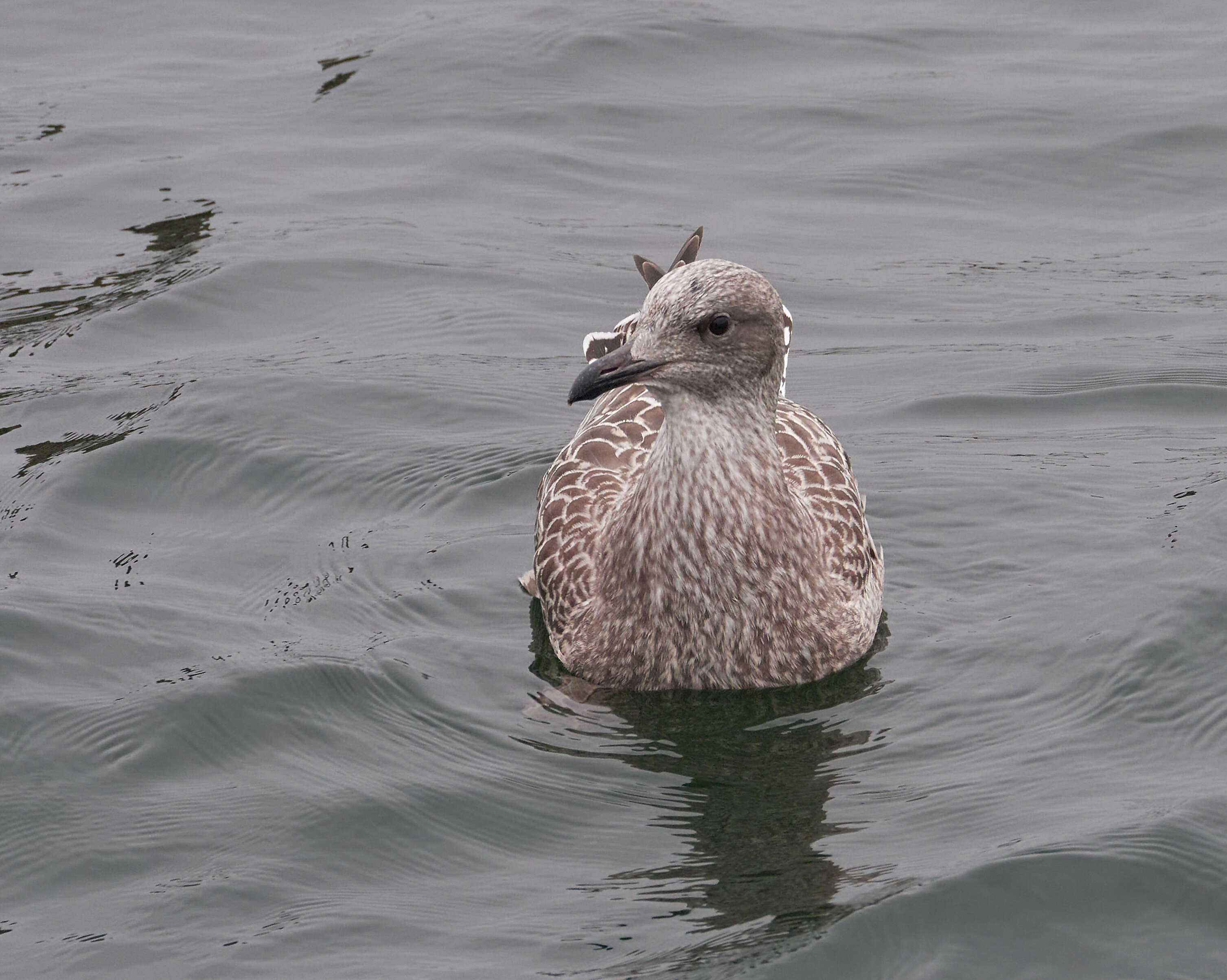 Image of European Herring Gull