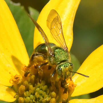 صورة Agapostemon sericeus (Förster 1771)