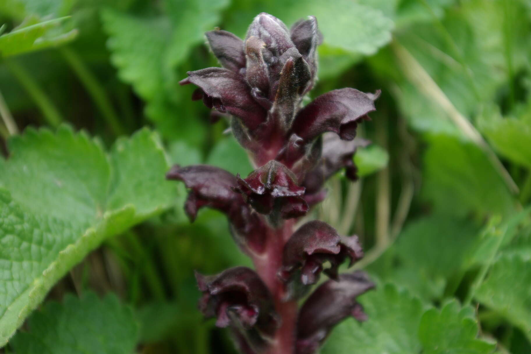 Imagem de Orobanche gamosepala Reuter