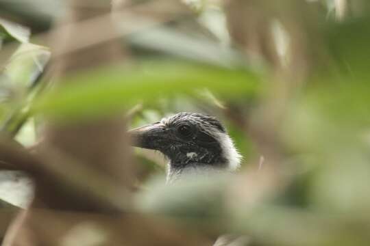 Image of Black Dwarf Hornbill