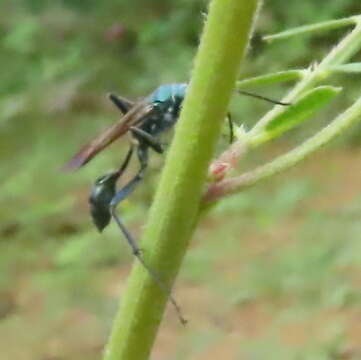 Image of Mud dauber