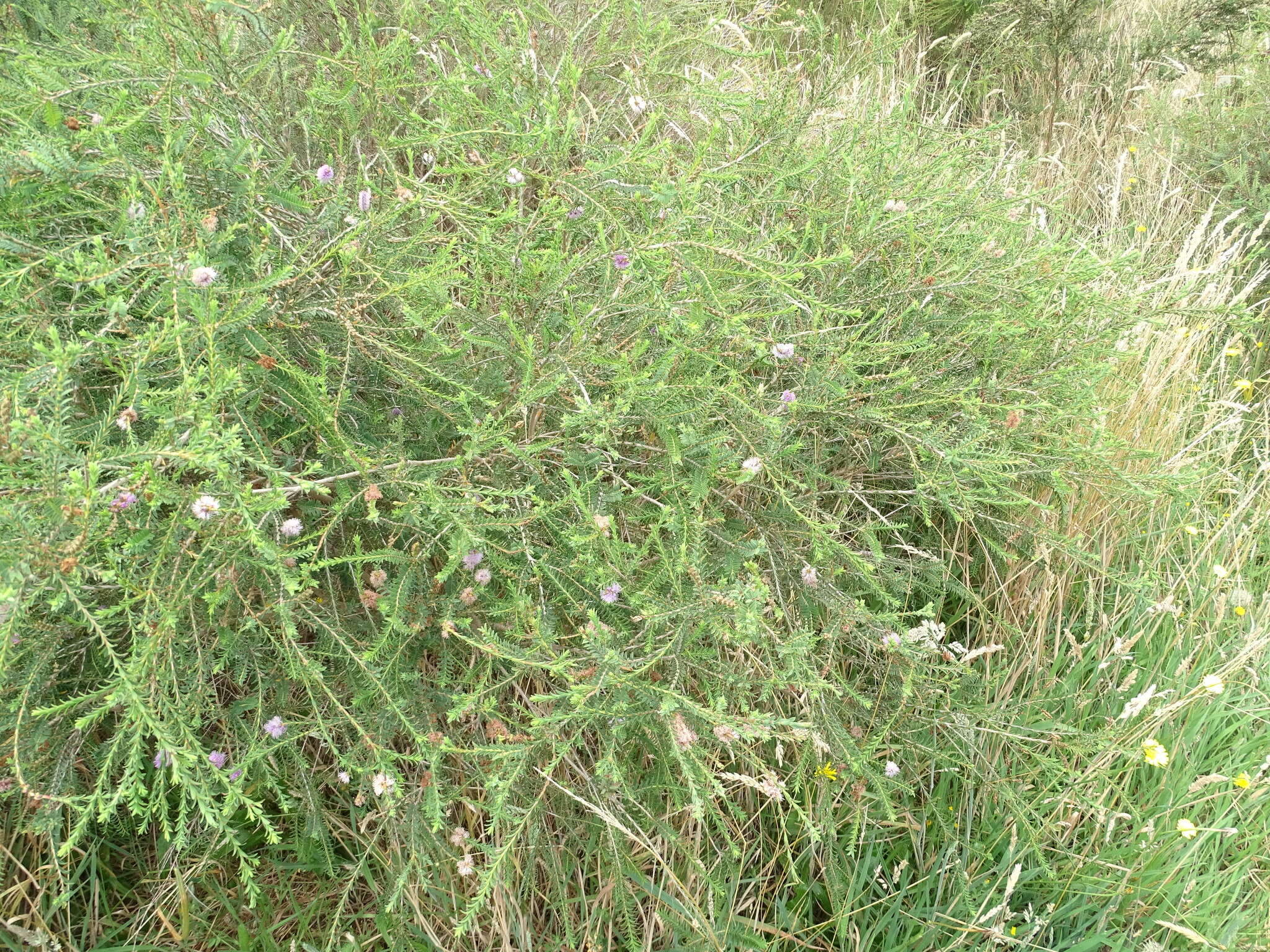 Image de Melaleuca decussata R. Br.