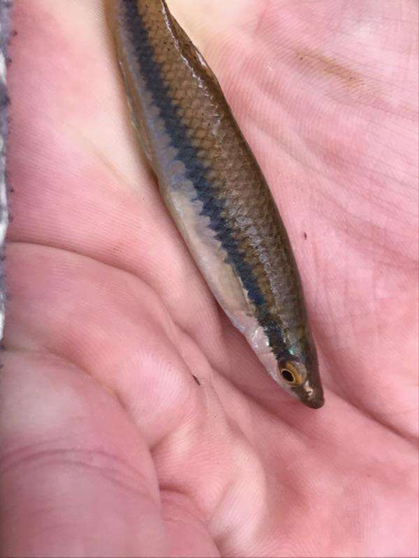 Image of Blackstripe Topminnow