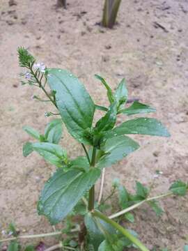 Image of Blue Water-speedwell