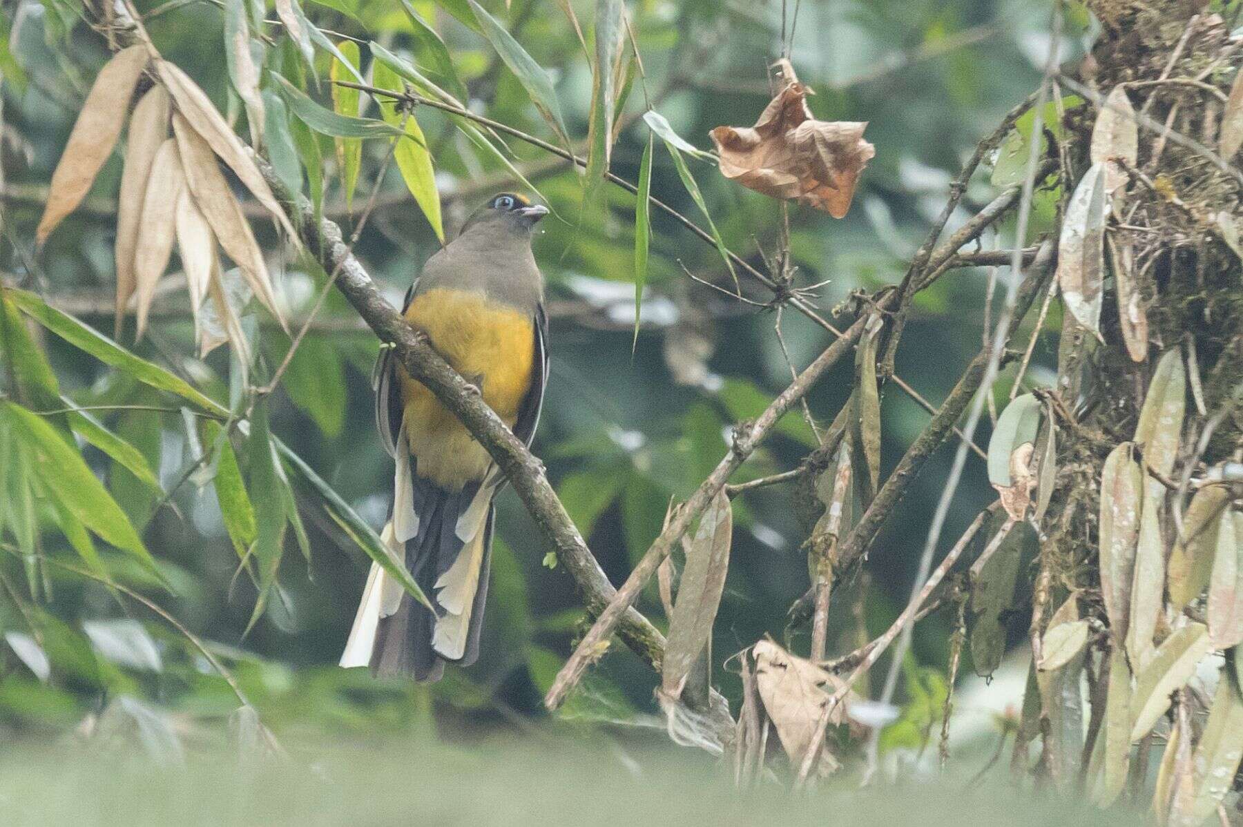 Image of Ward's Trogon