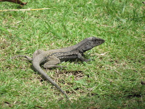 صورة Ameiva fuliginosa (Cope 1892)