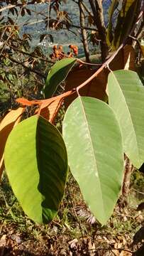 Image de Vismia baccifera (L.) Triana & Planchon