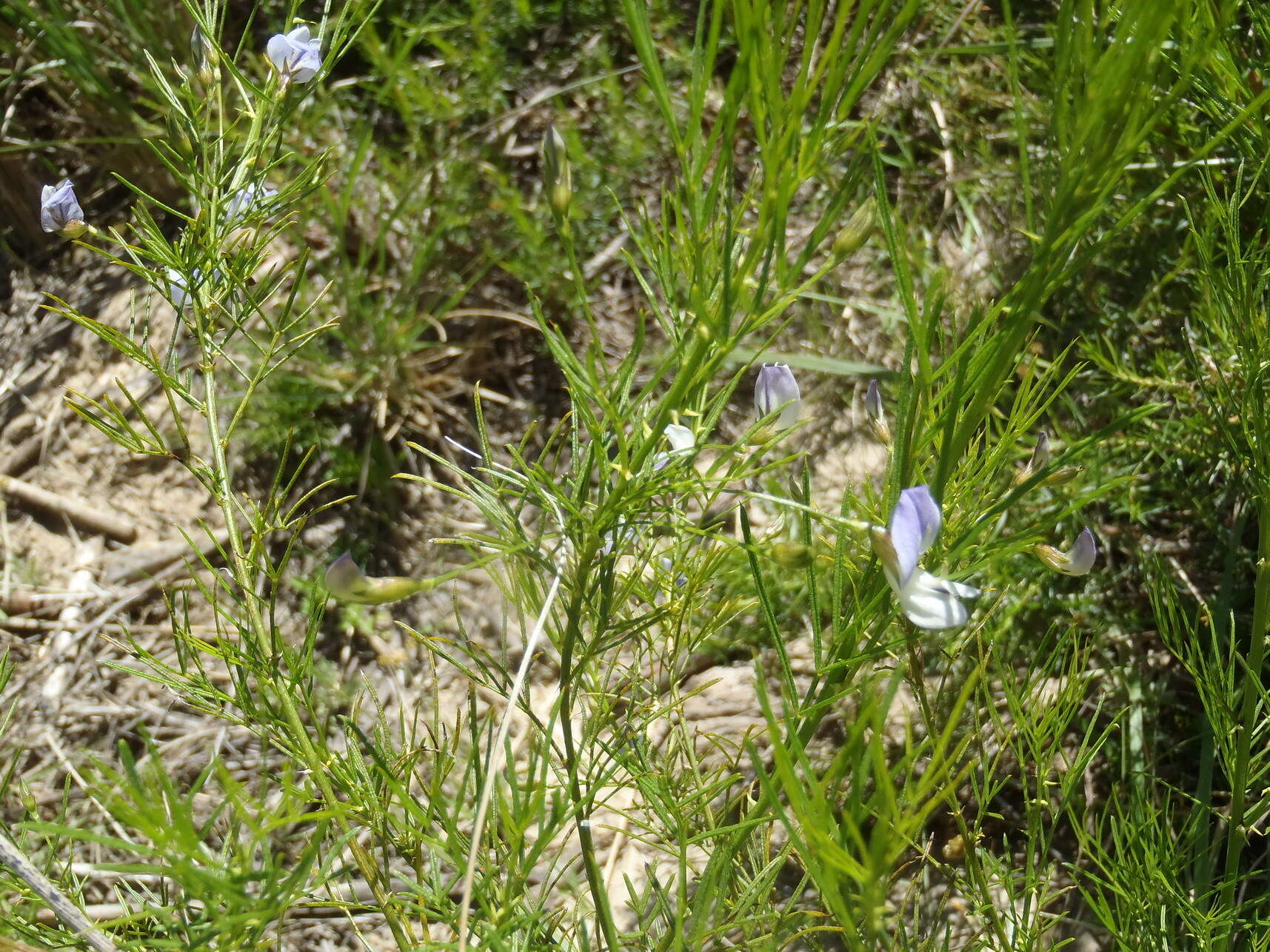 Image of Psoralea imminens