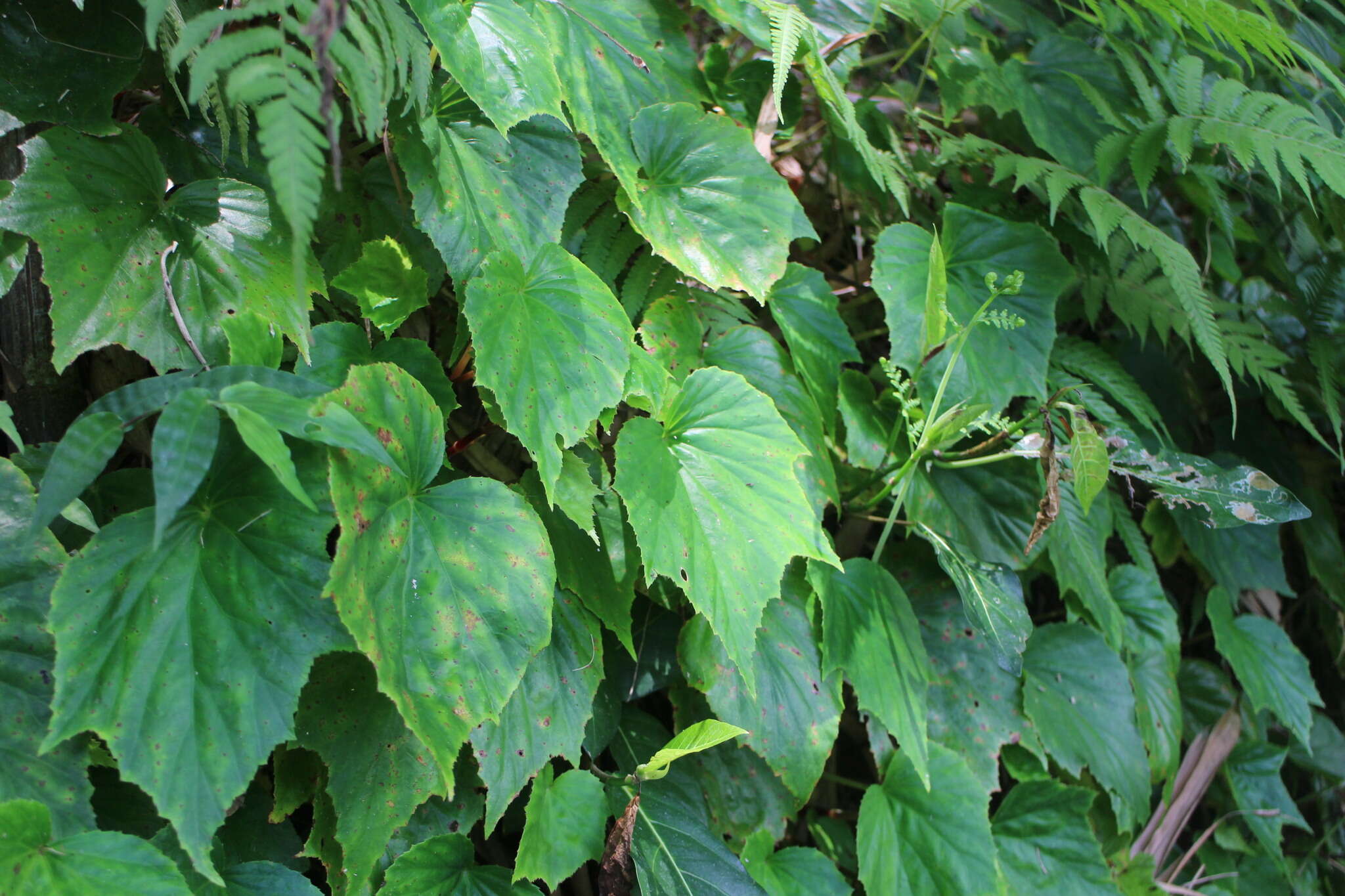 Image of Begonia ravenii C. I. Peng & Y. K. Chen