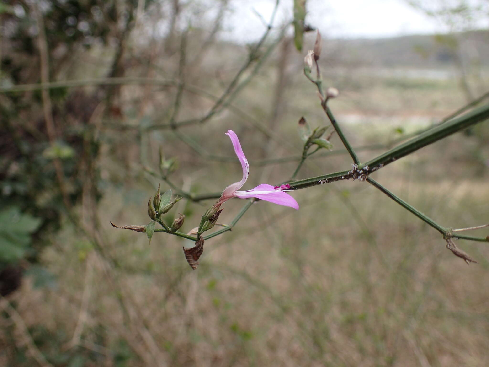 Imagem de Dicliptera cernua (Nees) J. C. Manning & Goldblatt