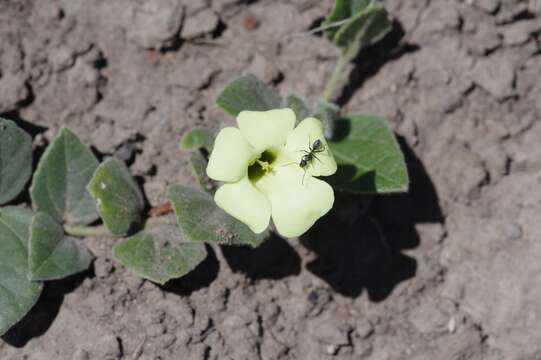 Image of Thunbergia capensis Rets.