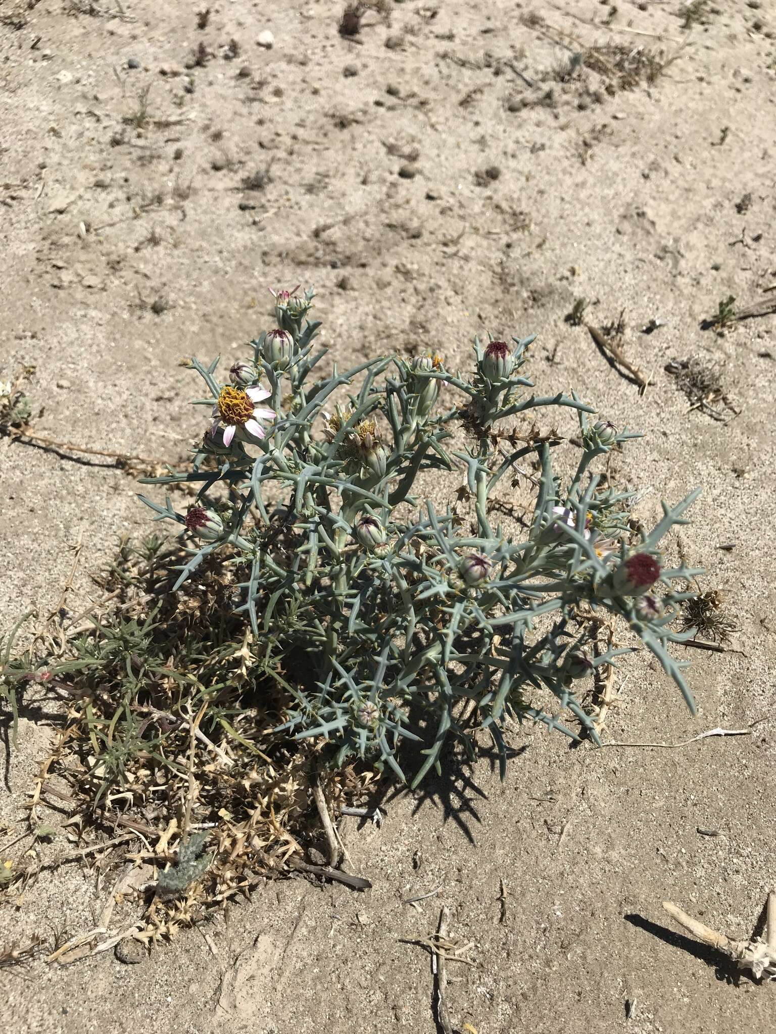 Image of Mojave hole-in-the-sand plant