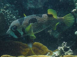 Image of Black-blotched porcupinefish