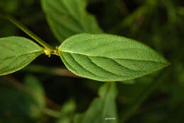 Image of Gomphrena elegans C. Mart.