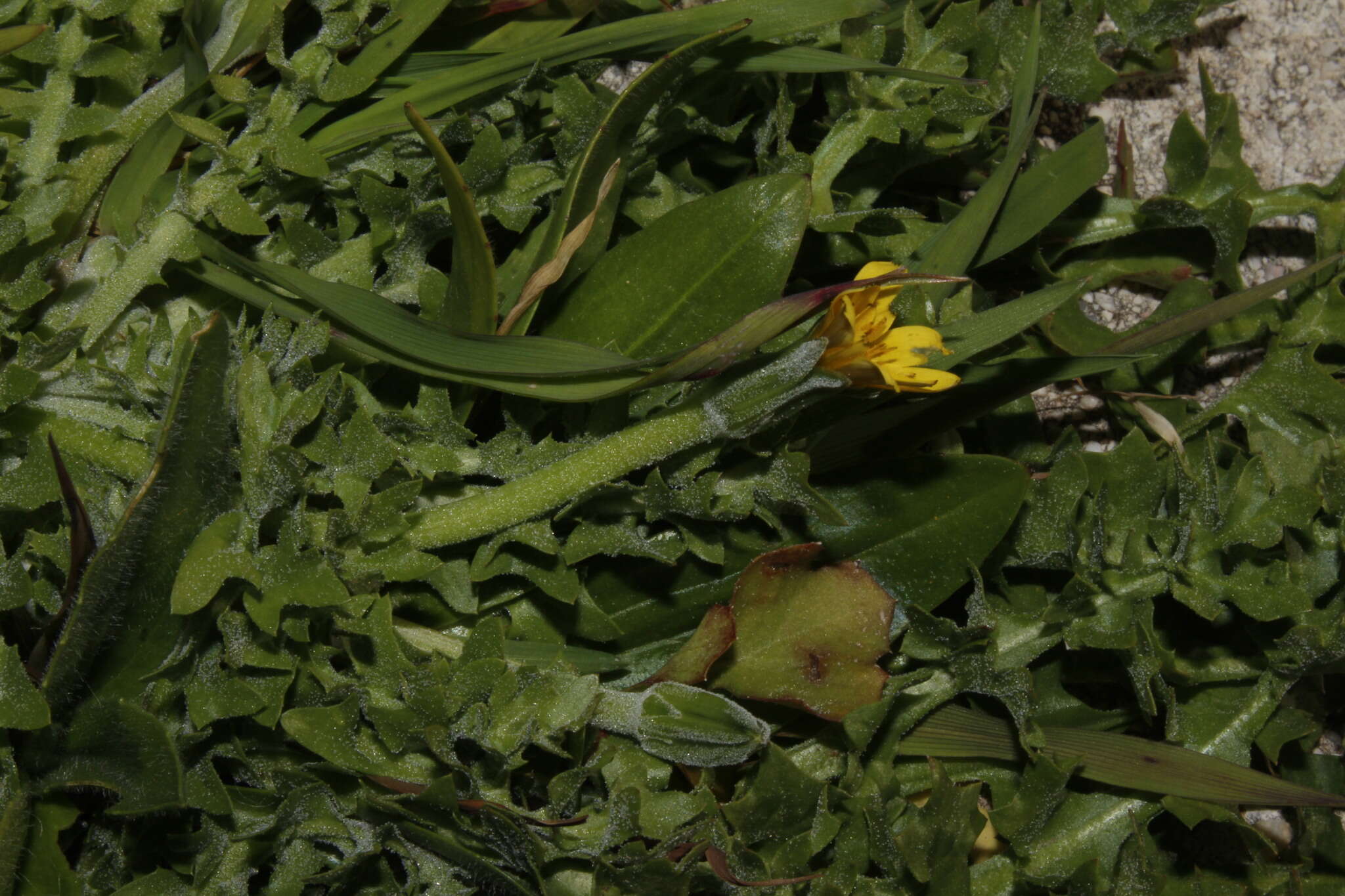 Image of Hyoseris scabra L.