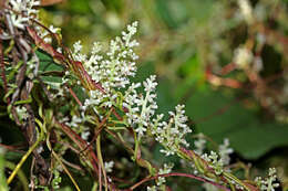 Image of Japanese dodder