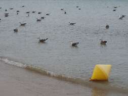 Image of Lesser Black-backed Gull