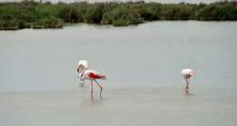 Imagem de Phoenicopterus roseus Pallas 1811