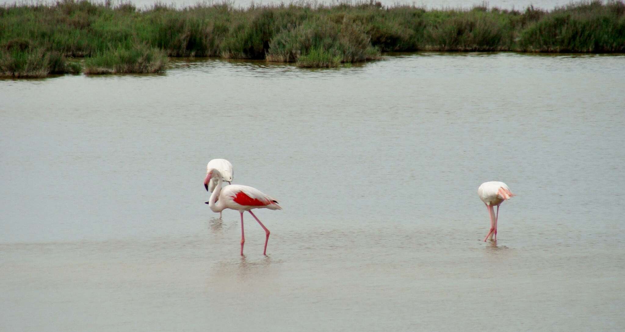 Imagem de Phoenicopterus roseus Pallas 1811