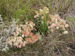 Image de Helichrysum spiralepis Hilliard & Burtt