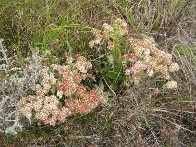 Image de Helichrysum spiralepis Hilliard & Burtt