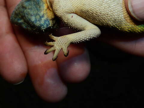 Image of Anchieta's Agama