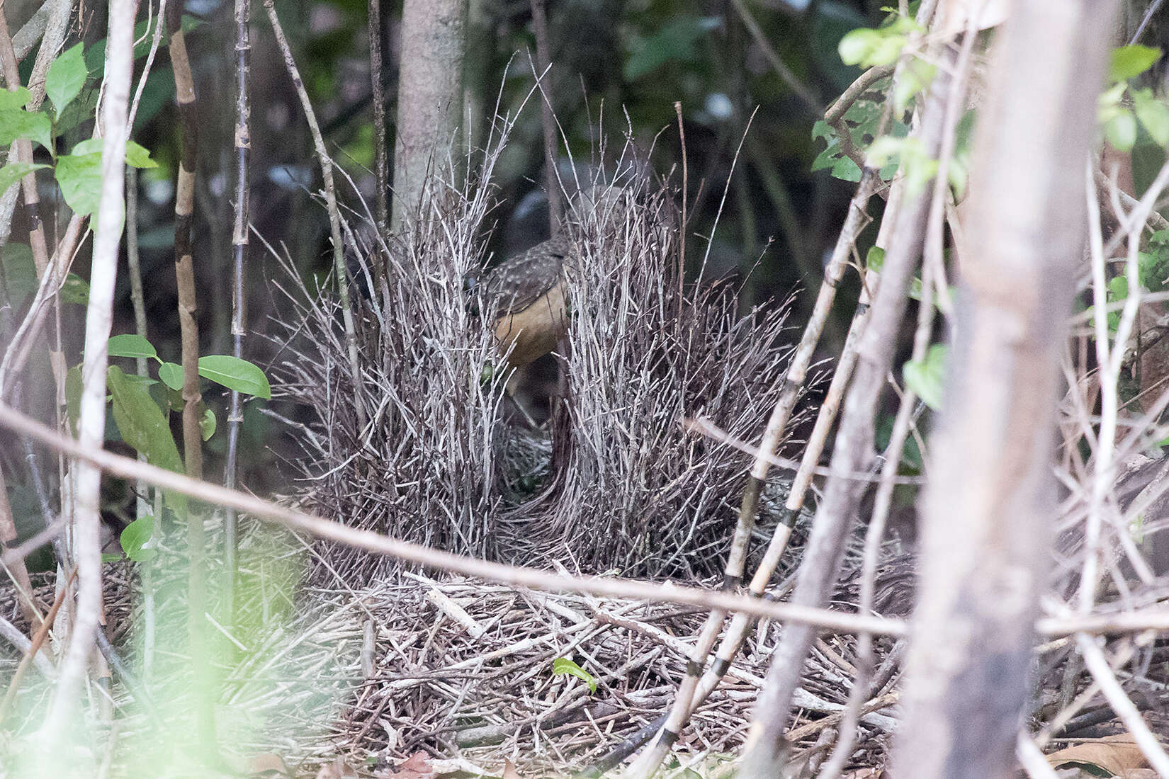 Image of Fawn-breasted Bowerbird