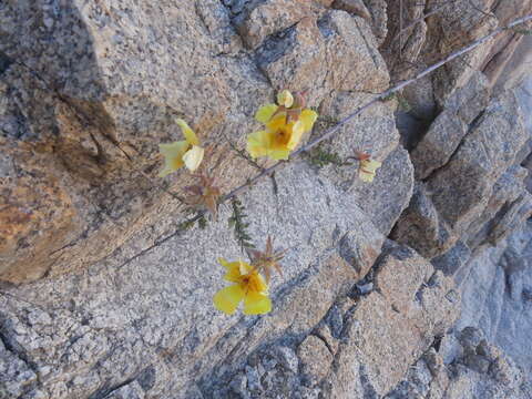 Sivun Balbisia peduncularis (Lindl.) D. Don kuva