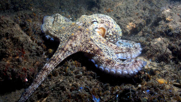 Image of Common octopus